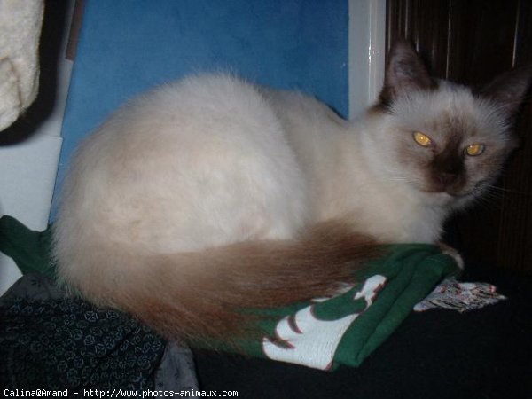 Photo de Sacr de birmanie