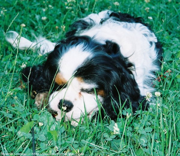 Photo de Cavalier king charles spaniel