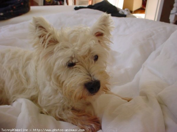 Photo de West highland white terrier