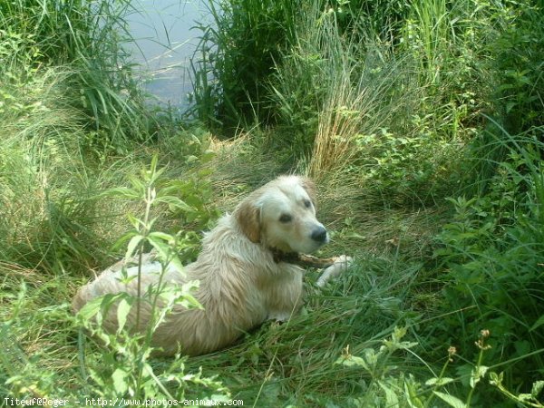 Photo de Golden retriever