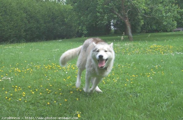 Photo de Husky siberien