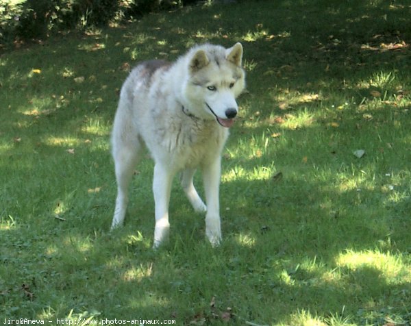 Photo de Husky siberien