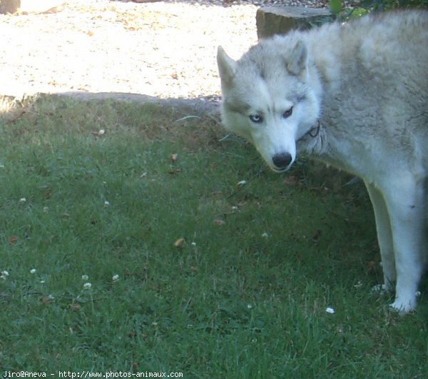 Photo de Husky siberien