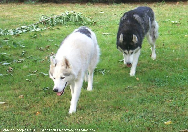 Photo de Husky siberien