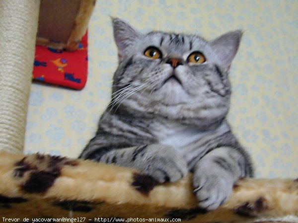 Photo de British shorthair