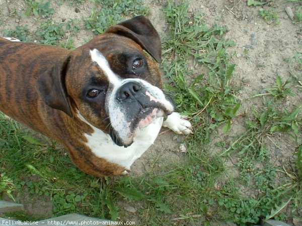 Photo de Boxer