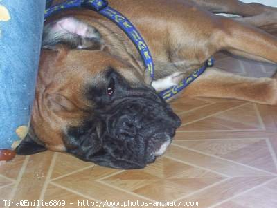 Photo de Boxer