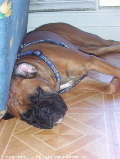 Photo de Boxer