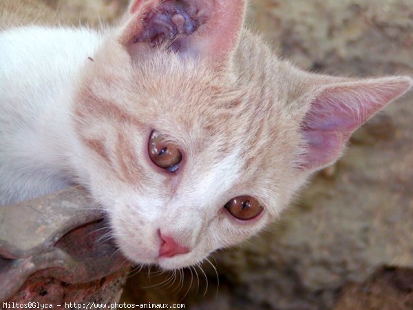 Photo de Chat domestique