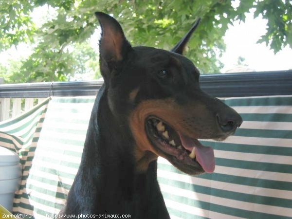 Photo de Dobermann