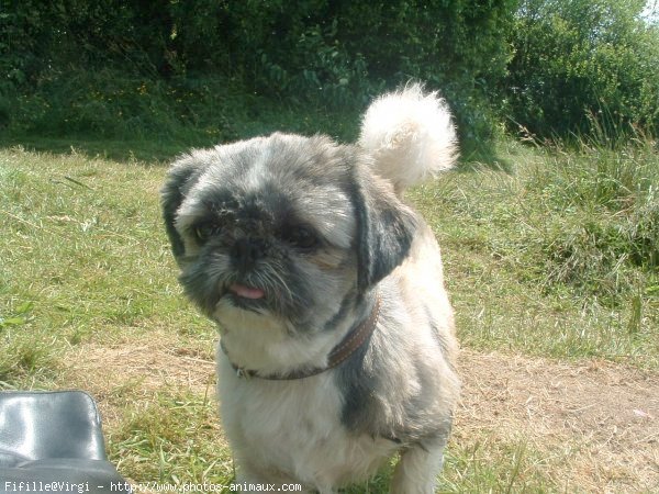 Photo de Shih tzu