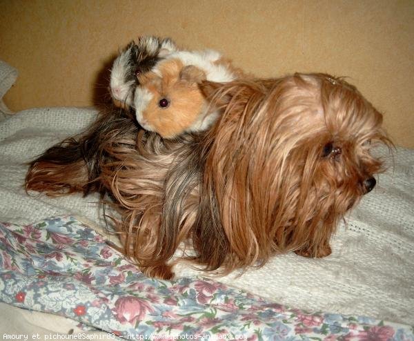 Photo de Yorkshire terrier