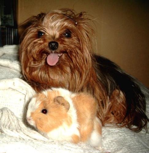 Photo de Yorkshire terrier