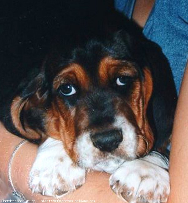 Photo de Basset hound