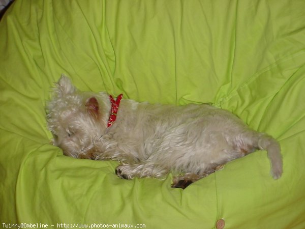 Photo de West highland white terrier