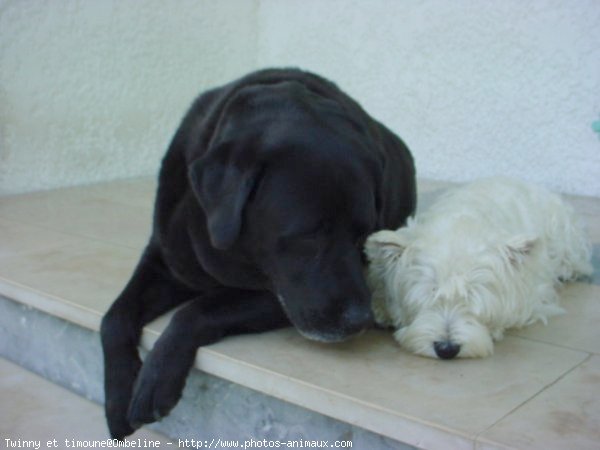 Photo de Races diffrentes