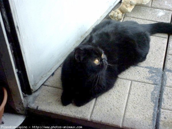 Photo d'Exotic shorthair