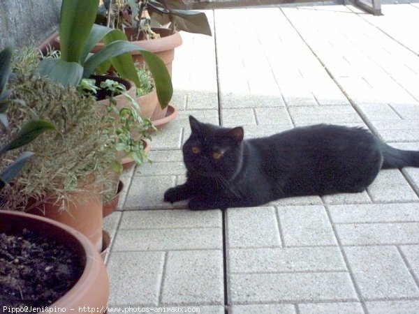 Photo d'Exotic shorthair