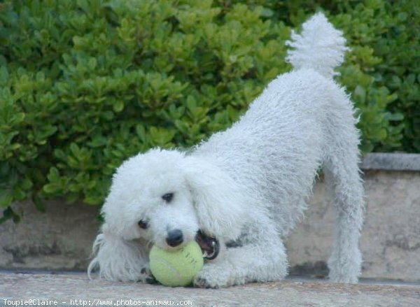 Photo de Caniche moyen