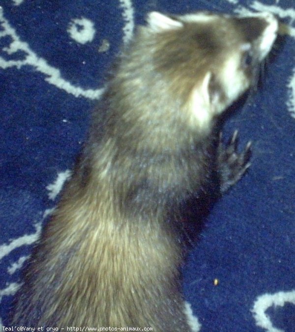 Photo de Furet