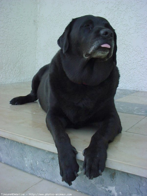 Photo de Labrador retriever