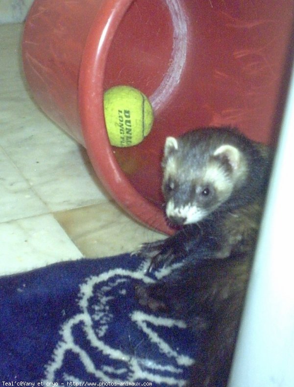 Photo de Furet