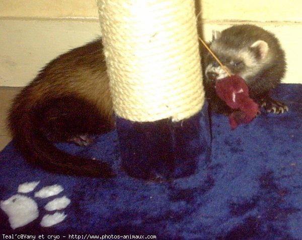 Photo de Furet