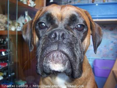 Photo de Boxer