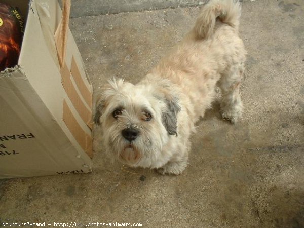 Photo de Lhassa apso