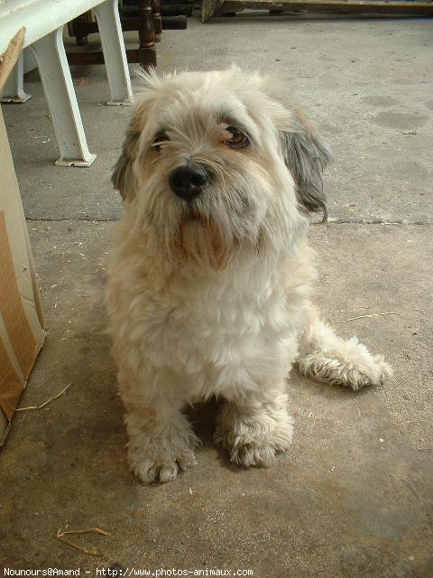 Photo de Lhassa apso