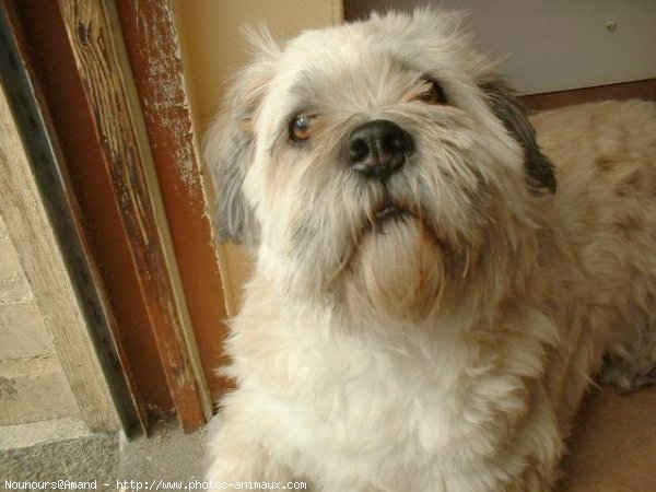 Photo de Lhassa apso