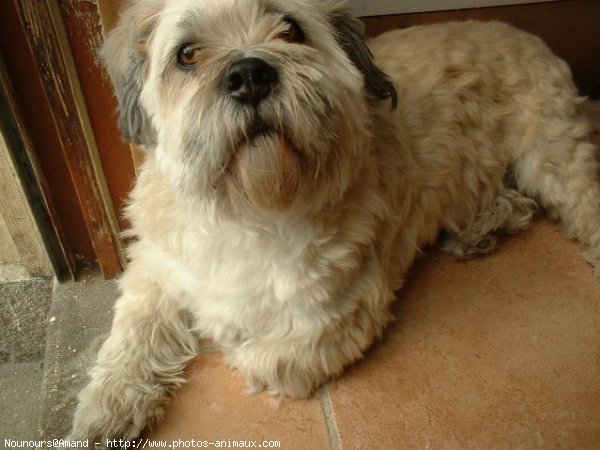 Photo de Lhassa apso