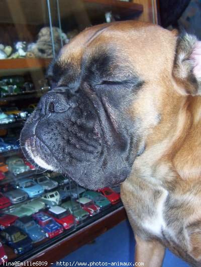 Photo de Boxer