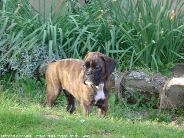 Photo de Boxer