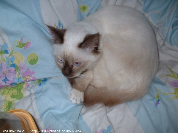 Photo de Sacr de birmanie