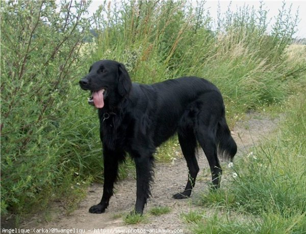 Photo de Retriever  poil plat