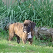 Photo de Boxer