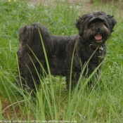 Photo de Lhassa apso