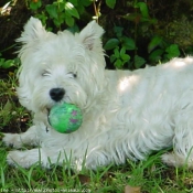 Photo de West highland white terrier