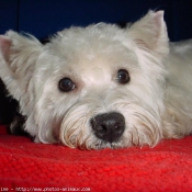 Photo de West highland white terrier