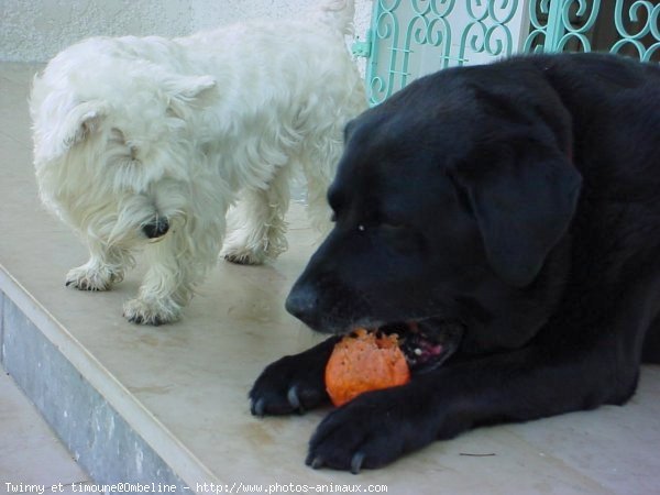 Photo de Races diffrentes