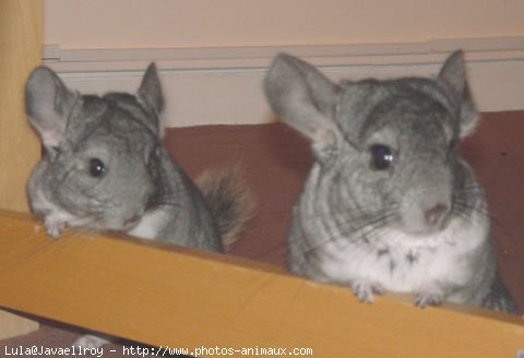 Photo de Chinchilla