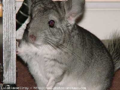 Photo de Chinchilla