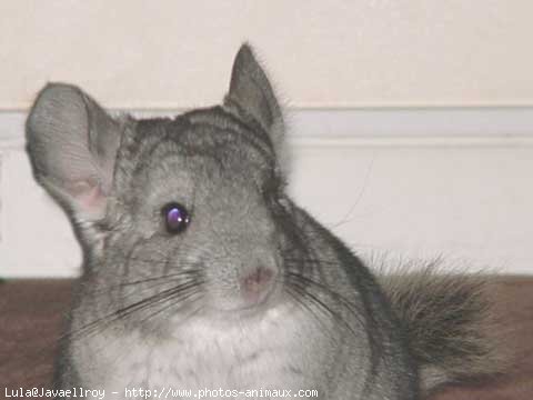 Photo de Chinchilla