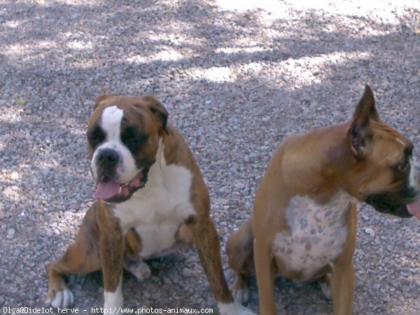 Photo de Boxer