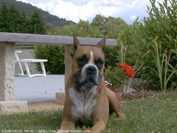 Photo de Boxer