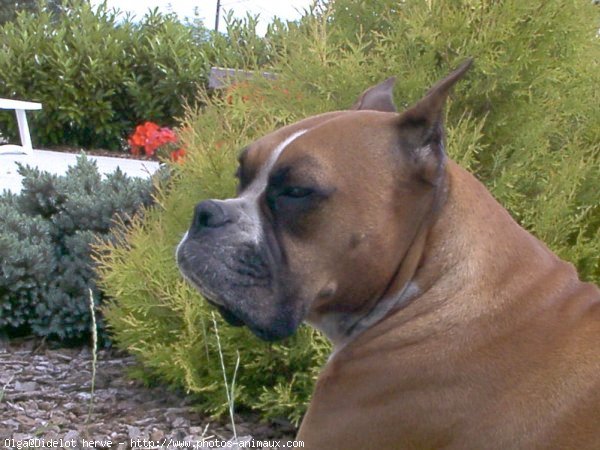 Photo de Boxer