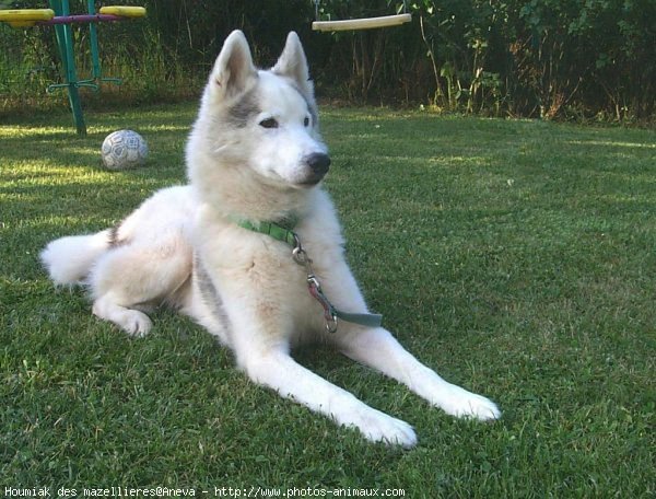 Photo de Husky siberien