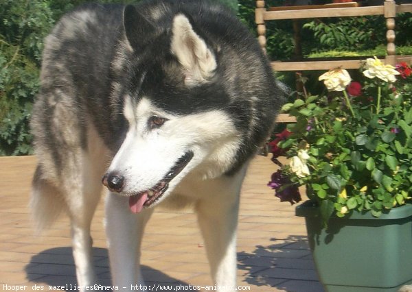 Photo de Husky siberien