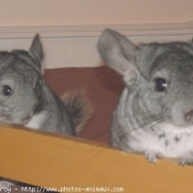 Photo de Chinchilla